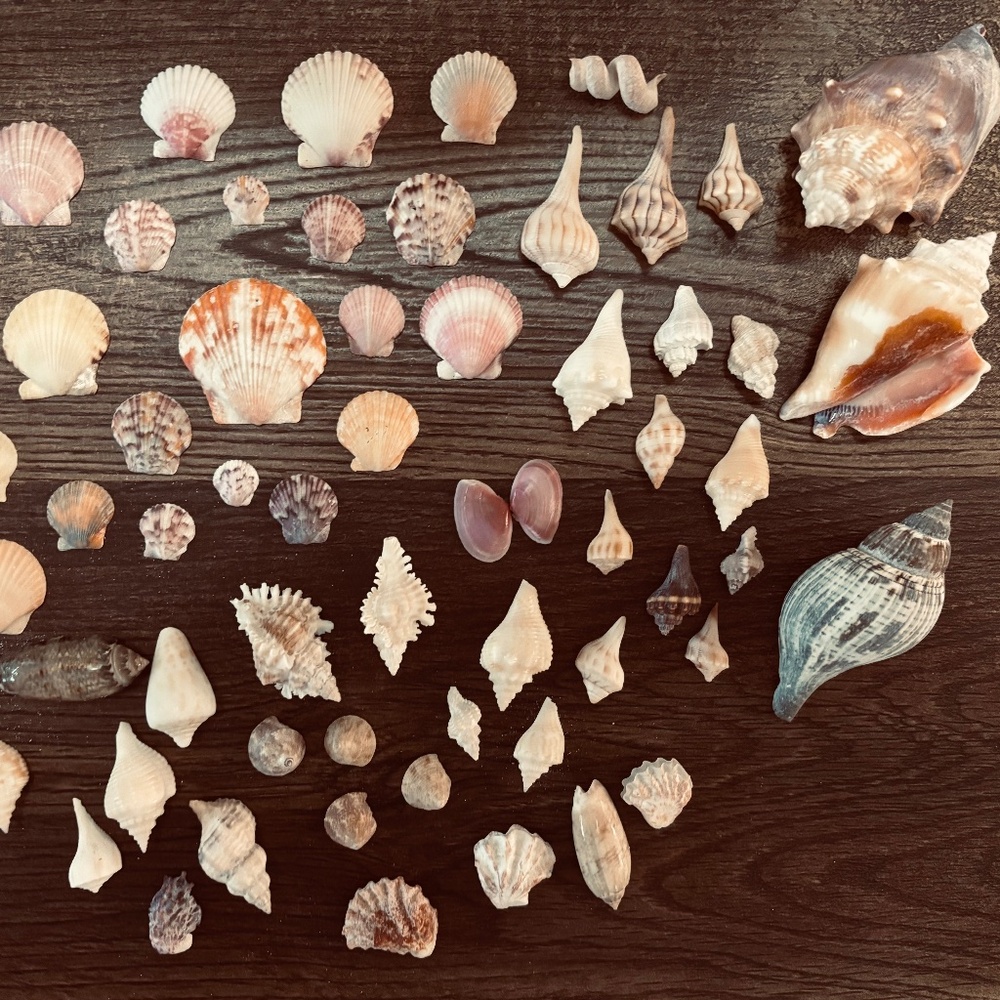Random bundle of Seashells